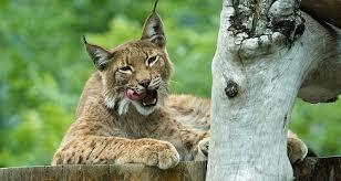 Wildpark Assling